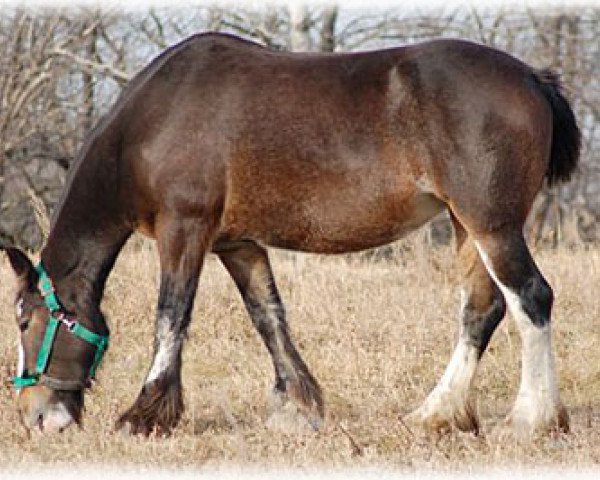 Broodmare Boulder Bluff Hoxie (Clydesdale, 2005, from Glencairn Castle Commander)