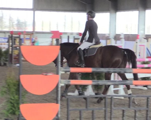 Hallenspringturnier Greven 2016