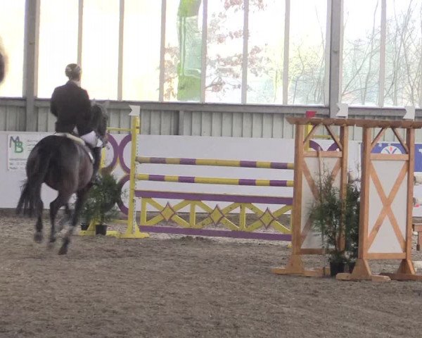 Hallenspringturnier Greven 2016