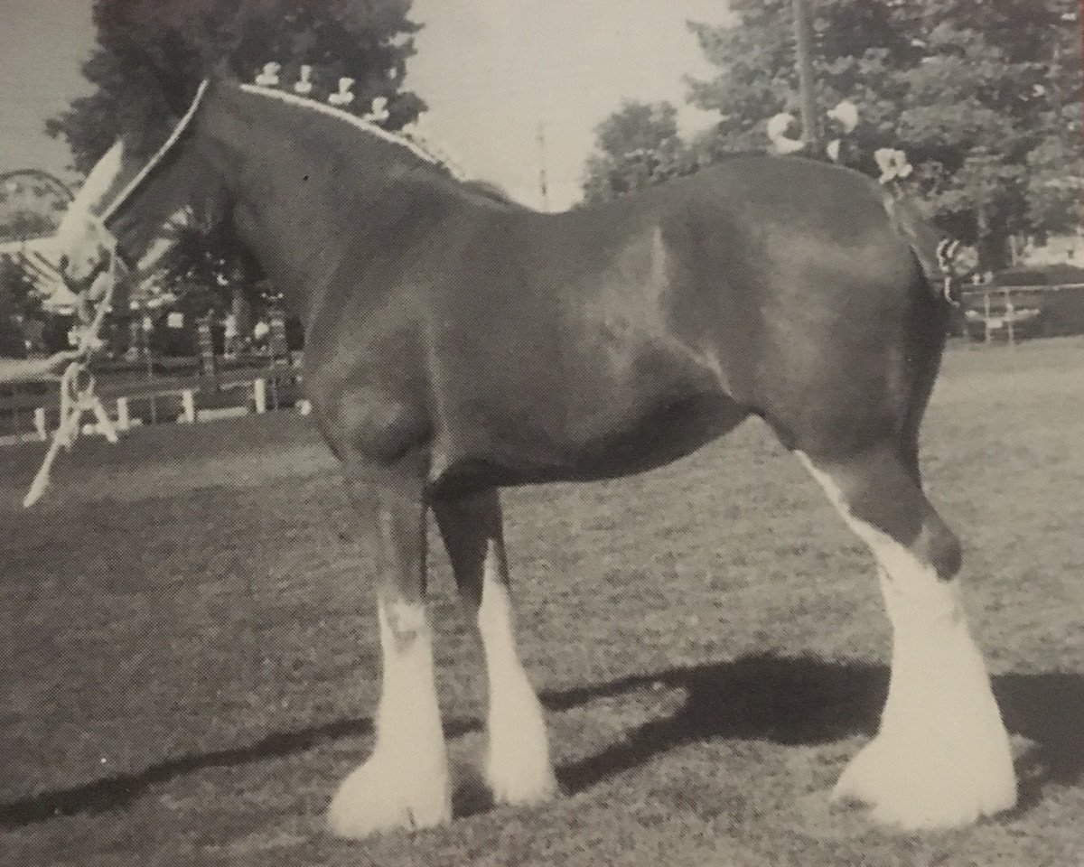 broodmare Towerview Ainsley Supreme (Clydesdale, 1996, from Benedictine Gold Nugget)