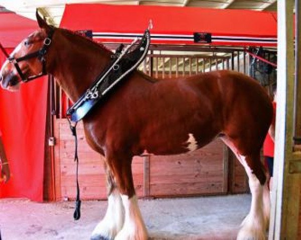 broodmare Boulder Bluff Hannah (Clydesdale, 2010, from Towerview Major Attraction) broodmare Boulder Bluff Hannah (Clydesdale, 2010, from Towerview Major Attraction)