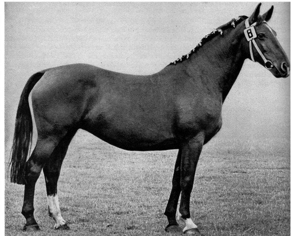 broodmare Edelia H. 617 (Holsteiner, 1940, from Loretto)