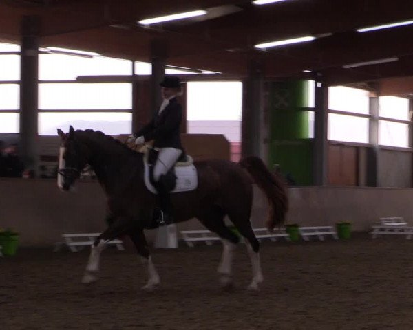 Reitturnier Altenberge 2016
