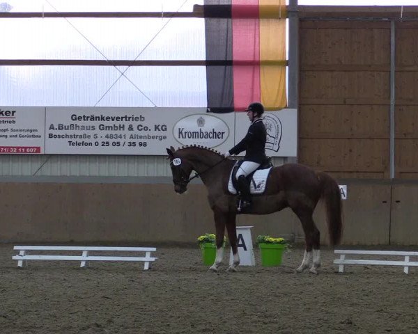 Reitturnier Altenberge 2016