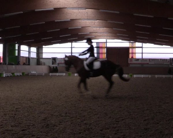Reitturnier Altenberge 2016