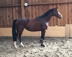 Springpferd Dahiba G (Württemberger, 2012, von Dibadu L)