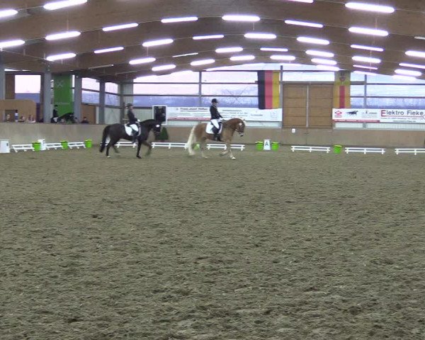 Reitturnier Altenberge 2016