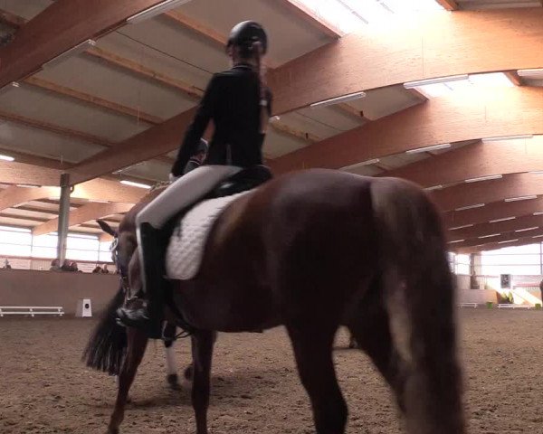 Reitturnier Altenberge 2016