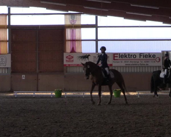Reitturnier Altenberge 2016