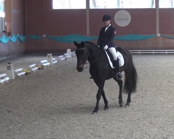EQUIVA Dressur-Gala 2016
