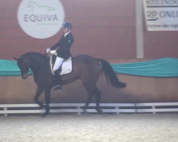 EQUIVA Dressur-Gala 2016
