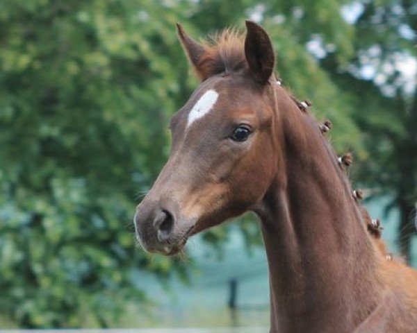 broodmare Dia Ainhoa (German Sport Horse, 2020, from Don Deluxe)