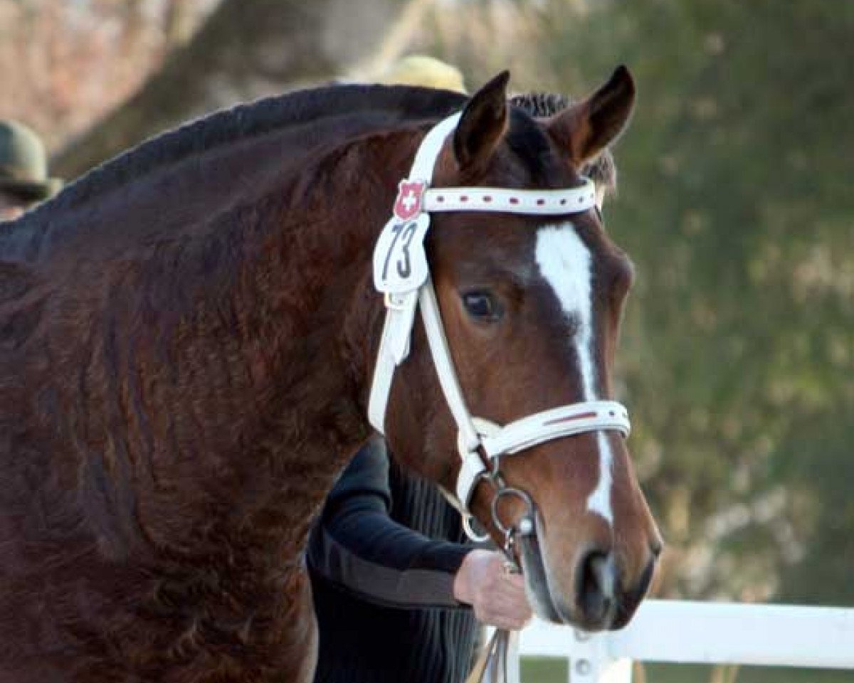 stallion Hall CH (Freiberger, 2006, from Hébron)