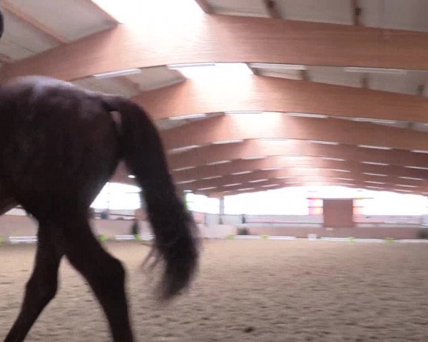 Reitturnier Altenberge 2016