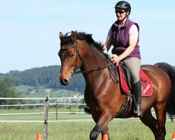horse Elyon (Westphalian, 2010, from Ehrenpreis)
