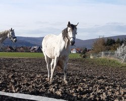 Zuchtstute Centina 21 (Oldenburger Springpferd, 2010, von Cento)