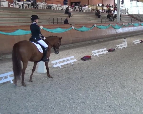 EQUIVA Dressur-Gala 2016