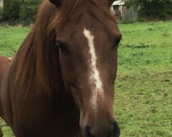 broodmare Zine (Hanoverian, 2015, from Zinedine)
