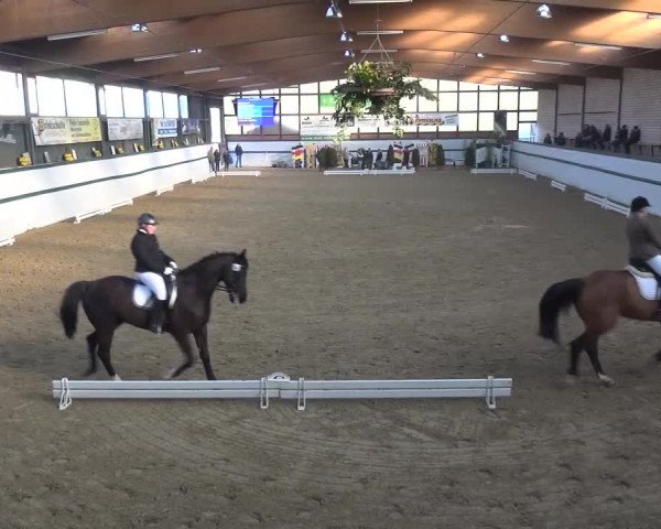 Reitturnier Monheim - Gut Blee 2016