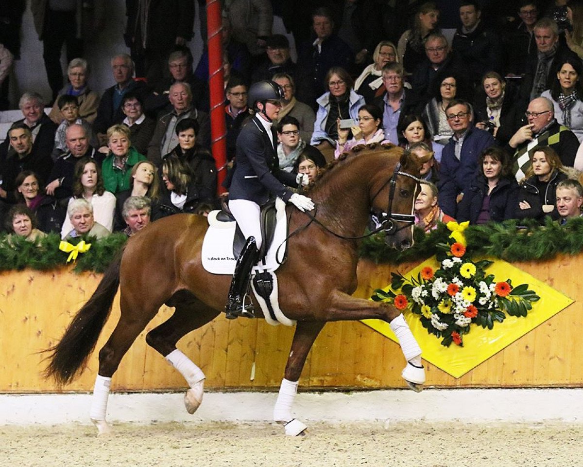 Deckhengst Asgard's Ibiza (KWPN (Niederländisches Warmblut), 2013, von Desperado)