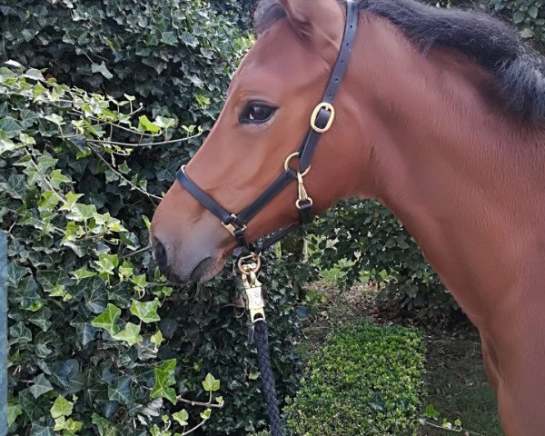 jumper Vanny Princess (Oldenburg, 2019, from Armison)