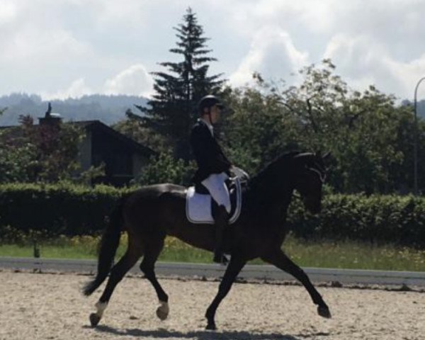 Dressurpferd First Passion 2 (Westfale, 2012, von First Selection)