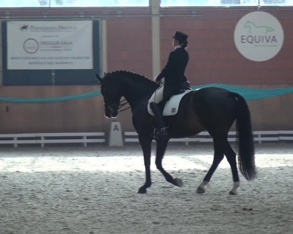 EQUIVA Dressur-Gala 2016