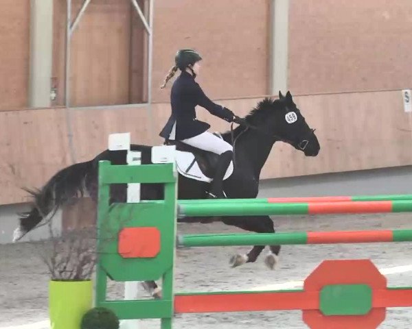 Reitturnier Illertissen 2016