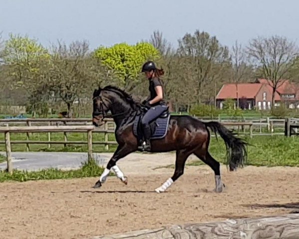 broodmare Fabulous Feeling (Oldenburg, 2013, from Fürstenball)