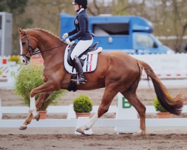 dressage horse What a Feeling W (Hanoverian, 2014, from Westernhagen)