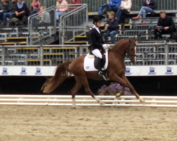 horse Classic´s one Diamond G (German Riding Pony, 2015, from Chicos Chameur)