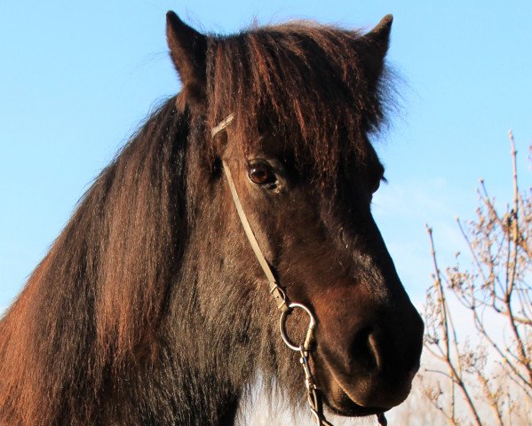 broodmare Leysing vom Laekurhof (Iceland Horse, 2009, from Garri vom Lækurhof)