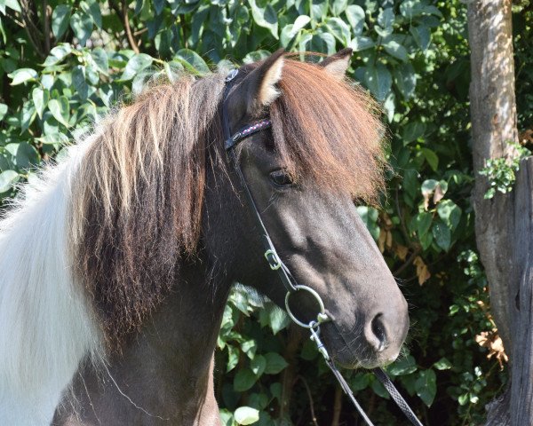broodmare Glanna vom Laekurhof (Iceland Horse, 2013, from Djarfur vom Laekurhof)