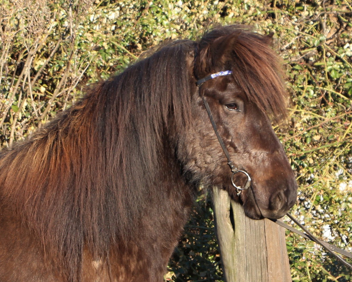 horse Fleygur vom Laekurhof (Iceland Horse, 2014, from Hagall von der Fuchsfarm)
