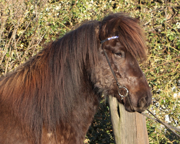 horse Fleygur vom Laekurhof (Iceland Horse, 2014, from Hagall von der Fuchsfarm)