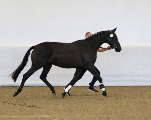 horse Takara (Trakehner, 2016, from Herakles TSF)