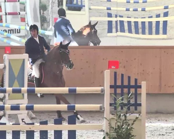 Reitturnier Illertissen 2016