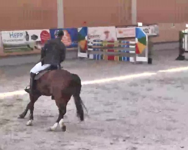 Reitturnier Illertissen 2016