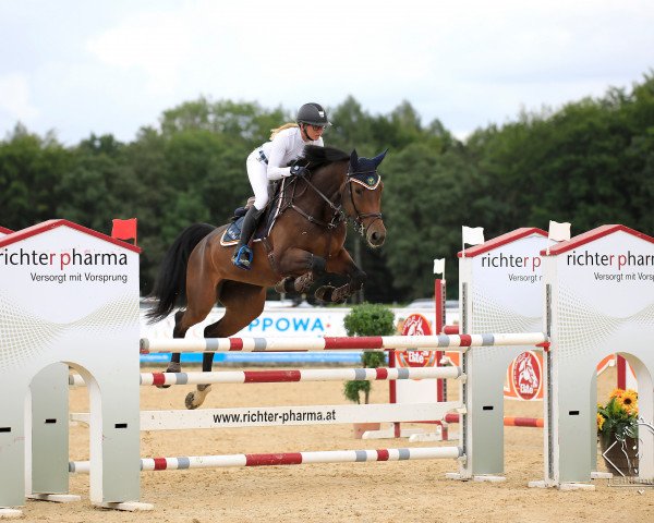 jumper Carla 231 (German Sport Horse, 2013, from Cormint) jumper Carla 231 (German Sport Horse, 2013, from Cormint)