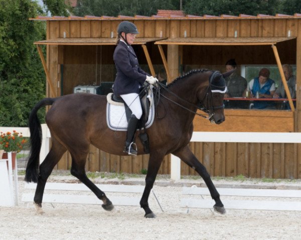 broodmare Granja 11 (Trakehner, 2006, from Acartenango)