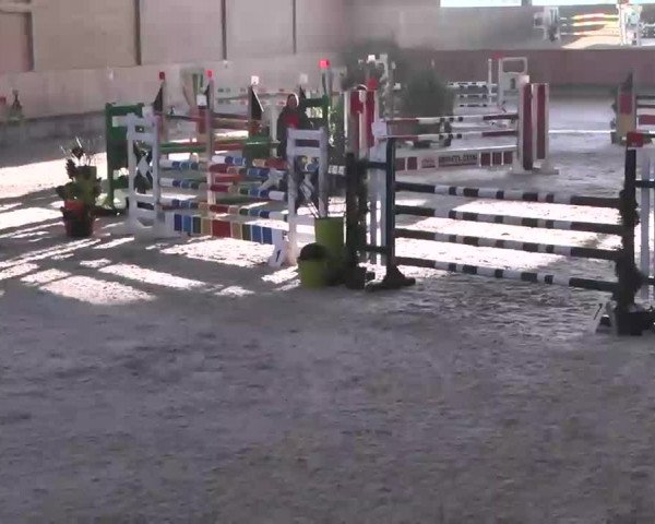 Reitturnier Illertissen 2016