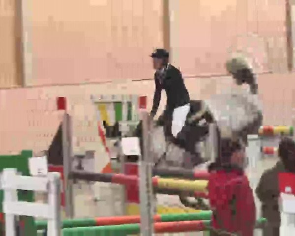 Reitturnier Illertissen 2016