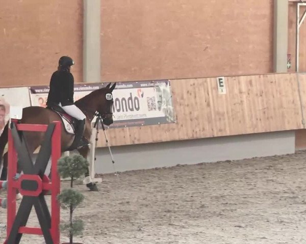 Reitturnier Illertissen 2016