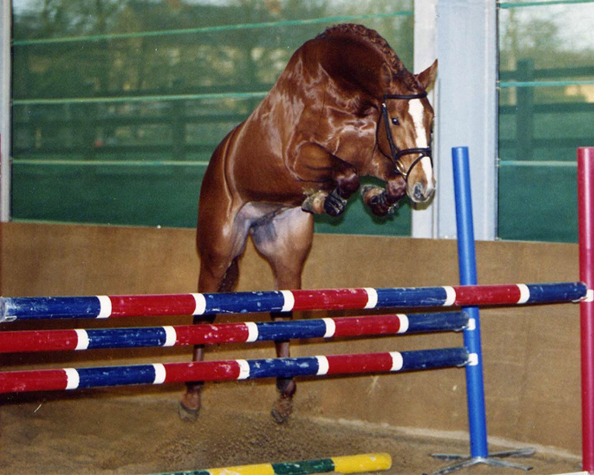 Deckhengst Corravale (Holsteiner, 2001, von Coriano)