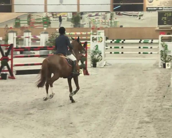 Reitturnier Illertissen 2016