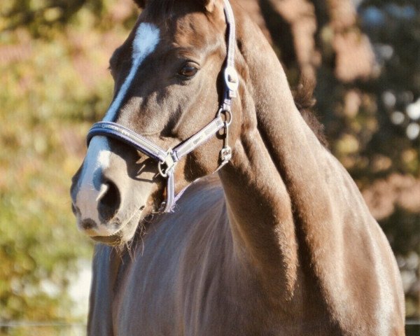 dressage horse Del Gracia 2 (Hanoverian, 2011, from Dagostini)