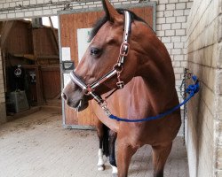dressage horse Candela 70 (German Warmblood, 2011)