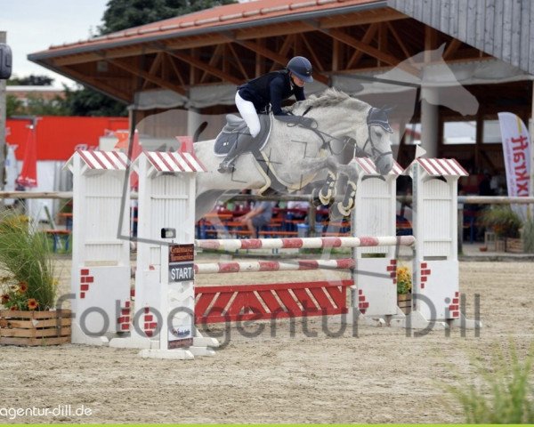 Springpferd Caljano (Holsteiner, 2009, von Cachas)