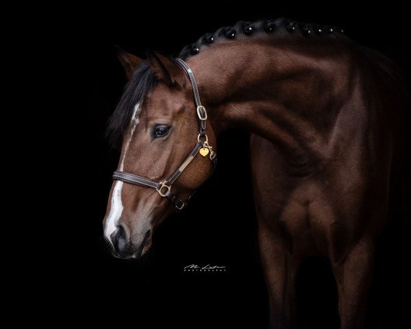 broodmare Caramba Olé (Mecklenburg, 2014, from Ce Matin)