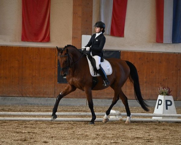 Dressurpferd Vemmetofte Roscoe (Dänisches Warmblut, 2006, von Blue Hors Romanov)